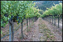 Vineyard, Gilroy. California, USA