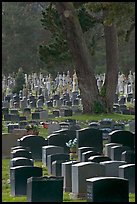 Dense headstones in cemetery, Colma. California, USA (color)