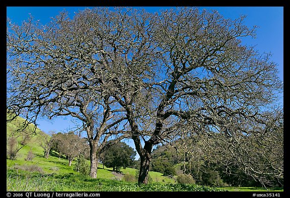 Bare oak trees in spring, Sunol Regional Park. California, USA