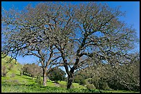 Bare oak trees in spring, Sunol Regional Park. California, USA (color)