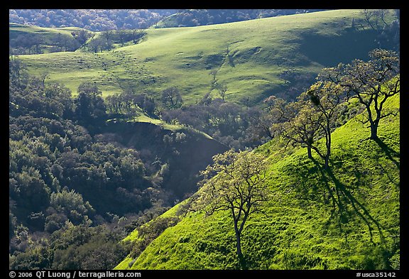 Bare oak  trees on hillside in early spring, Sunol Regional Park. California, USA (color)