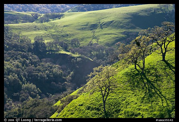 Bare oak  trees on hillside in early spring, Sunol Regional Park. California, USA