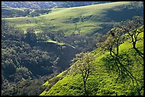 Bare oak  trees on hillside in early spring, Sunol Regional Park. California, USA