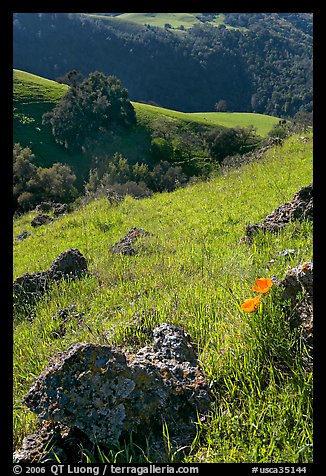 Rocks, poppies, and hillsides, Sunol Regional Park. California, USA