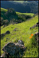 Rocks, poppies, and hillsides, Sunol Regional Park. California, USA (color)