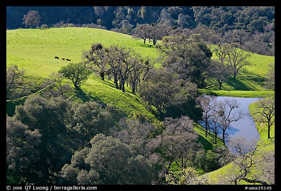 Pastoral scene with cows, trees, and pond, Sunol Regional Park. California, USA