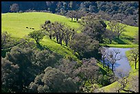 Pastoral scene with cows, trees, and pond, Sunol Regional Park. California, USA ( color)