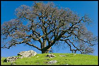 Bare oak tree and rocks on hilltop, Sunol Regional Park. California, USA