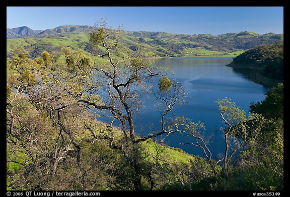 Oak Trees and Calaveras Reservoir. California, USA