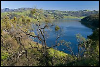 Oak Trees and Calaveras Reservoir. California, USA ( color)