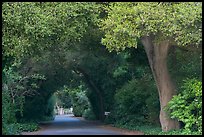 Tunnel of trees on residential street. Menlo Park,  California, USA ( color)