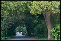 Tunnel of trees on residential street. Menlo Park,  California, USA (color)