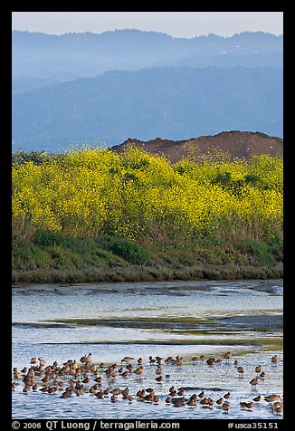 Birds on tidal flats and hills, Palo Alto Baylands. Palo Alto,  California, USA (color)