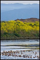 Birds on tidal flats and hills, Palo Alto Baylands. Palo Alto,  California, USA