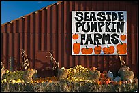 Seaside pumpkins farms sign on red barn. California, USA ( color)