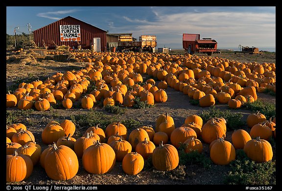 Rows of pumpkins on farm, late afternoon. California, USA (color)