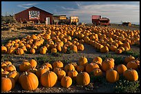 Rows of pumpkins on farm, late afternoon. California, USA