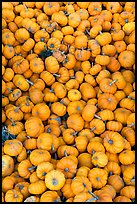 Pletora of small pumpkins. California, USA