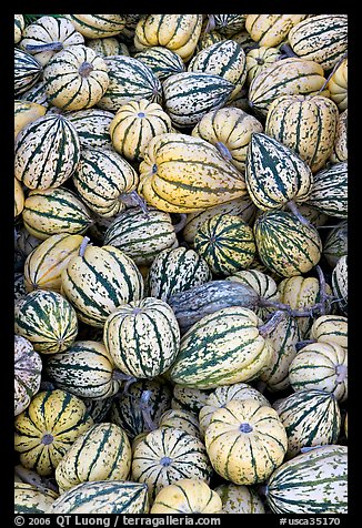 Small squashes. California, USA