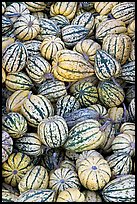 Small squashes. California, USA (color)