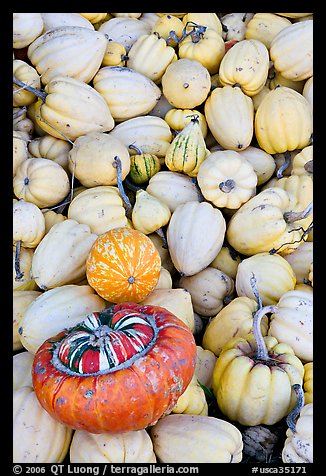 Small squashes and pumpkins. California, USA