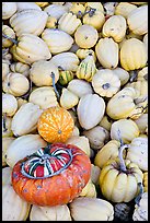 Small squashes and pumpkins. California, USA ( color)