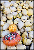 Small squashes and pumpkins. California, USA