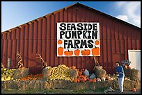 Woman checking out pumpkins in front of red barn. California, USA (color)