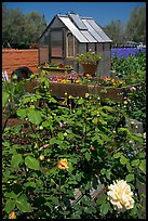 Flowers and small greenhouse, Sunset Gardens. Menlo Park,  California, USA ( color)