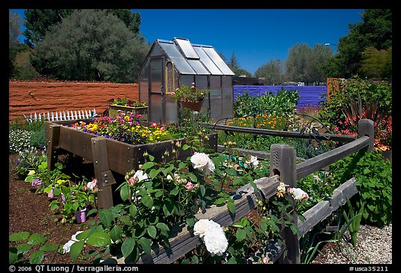 Roses and small shed, Sunset Gardens. Menlo Park,  California, USA (color)