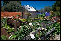 Roses and small shed, Sunset Gardens. Menlo Park,  California, USA