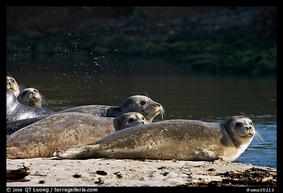 Seals and stream, Pescadero Creek State Beach. San Mateo County, California, USA (color)