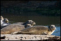 Seals and stream, Pescadero Creek State Beach. San Mateo County, California, USA (color)