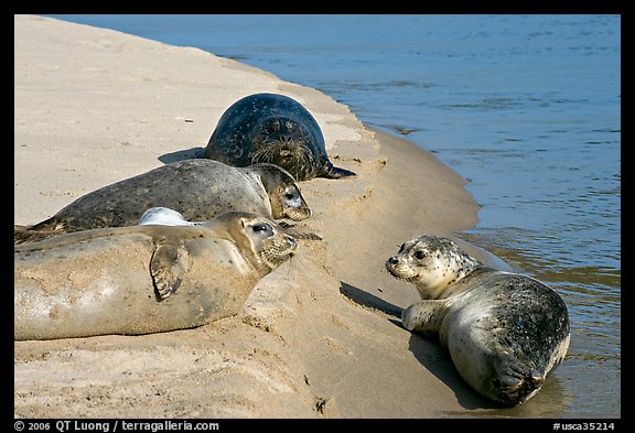 Two seals, Pescadero Creek State Beach. San Mateo County, California, USA (color)