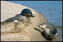 Two seals, Pescadero Creek State Beach. San Mateo County, California, USA ( color)