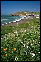 Wildflowers and and Rockaway beach, Pacifica. San Mateo County, California, USA (color)