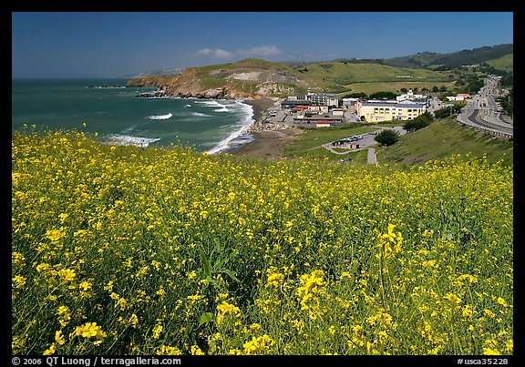 Yellow mustard flowers, beach and highway, Pacifica. San Mateo County, California, USA (color)