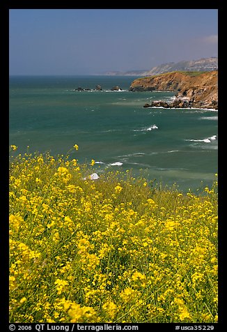 Yellow mustard flowers, coastline with cliffs, Pacifica. San Mateo County, California, USA (color)