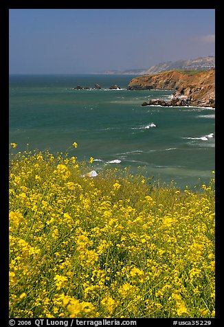 Yellow mustard flowers, coastline with cliffs, Pacifica. San Mateo County, California, USA (color)
