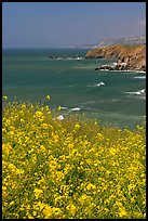 Yellow mustard flowers, coastline with cliffs, Pacifica. San Mateo County, California, USA