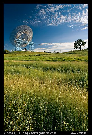 150 ft Antenna and tree, Stanford academic preserve. Stanford University, California, USA (color)