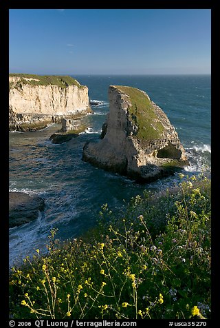 Flowers and rock island near Davenport. California, USA (color)