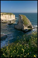 Flowers and rock island near Davenport. California, USA