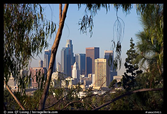 Downtown skyline seen through trees. Los Angeles, California, USA (color)