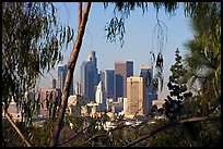 Downtown skyline seen through trees. Los Angeles, California, USA (color)