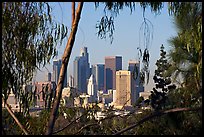 Downtown skyline seen through trees. Los Angeles, California, USA