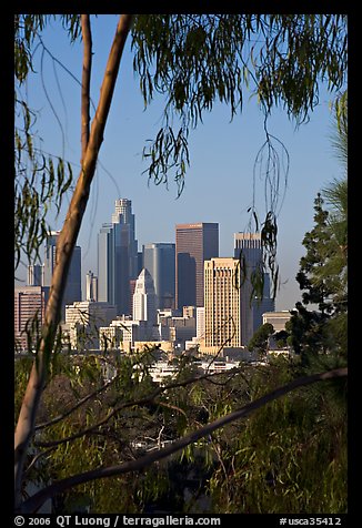 Skyline through trees. Los Angeles, California, USA (color)