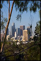 Skyline through trees. Los Angeles, California, USA (color)