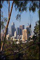 Skyline through trees. Los Angeles, California, USA