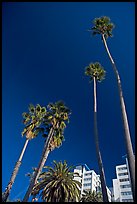 Palm trees and hotels. Santa Monica, Los Angeles, California, USA ( color)